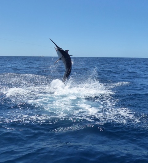 Jumping Marlin – Hooked on Panama Lodge